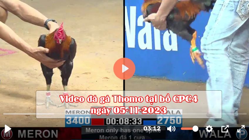 Video đá gà Thomo tại bồ CPC4 ngày 05-11-2023