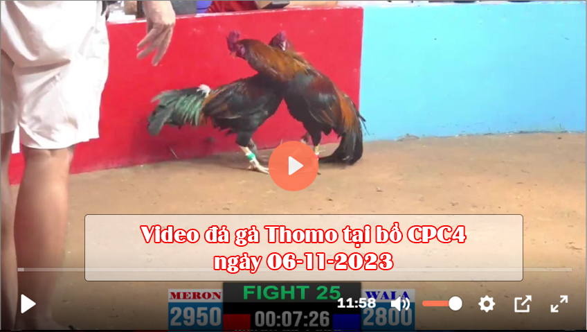 Video đá gà Thomo tại bồ CPC4 ngày 06-11-2023