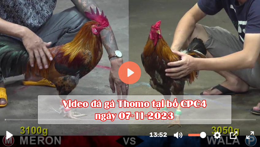Video đá gà Thomo tại bồ CPC4 ngày 07-11-2023