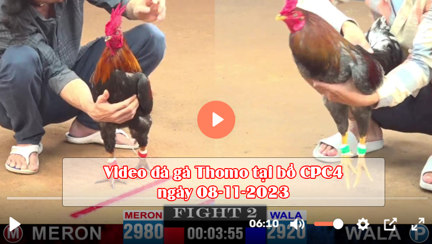 Video đá gà Thomo tại bồ CPC4 ngày 08-11-2023