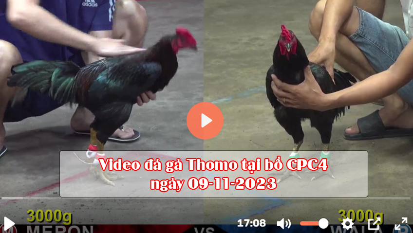 Video đá gà Thomo tại bồ CPC4 ngày 09-11-2023