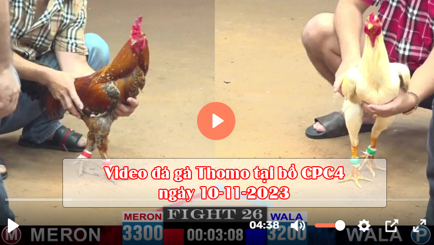 Video đá gà Thomo tại bồ CPC4 ngày 10-11-2023