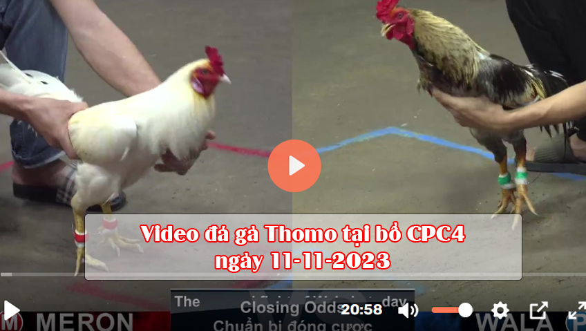 Video đá gà Thomo tại bồ CPC4 ngày 11-11-2023