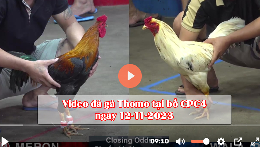 Video đá gà Thomo tại bồ CPC4 ngày 12-11-2023