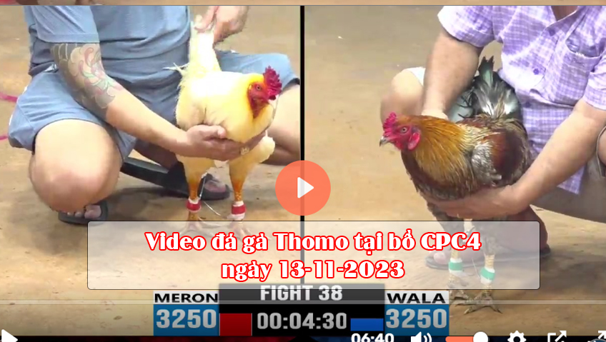 Video đá gà Thomo tại bồ CPC4 ngày 13-11-2023