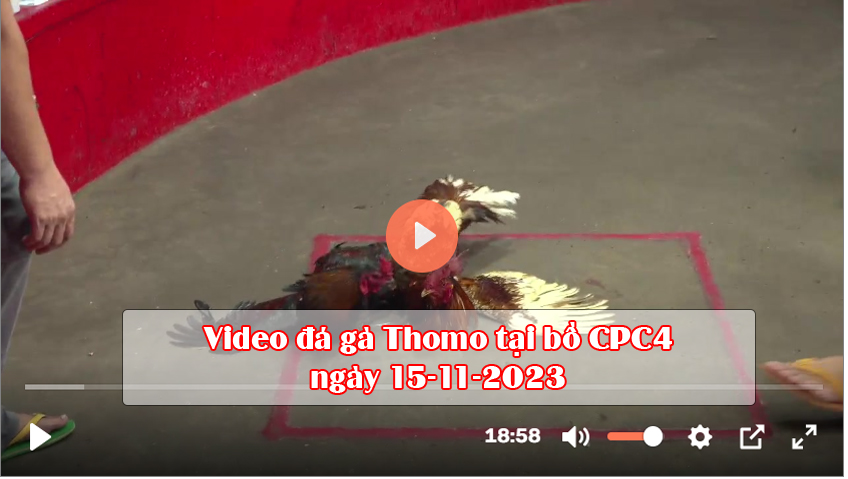 Video đá gà Thomo tại bồ CPC4 ngày 15-11-2023