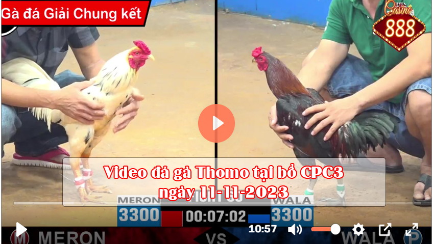 Video giải đá gà Thomo CPC3 ngày 11-11-2023