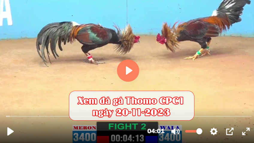 Xem đá gà Thomo CPC1 ngày 20-11-2023