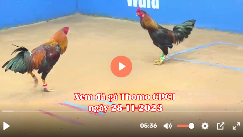 Xem đá gà Thomo CPC1 ngày 28-11-2023