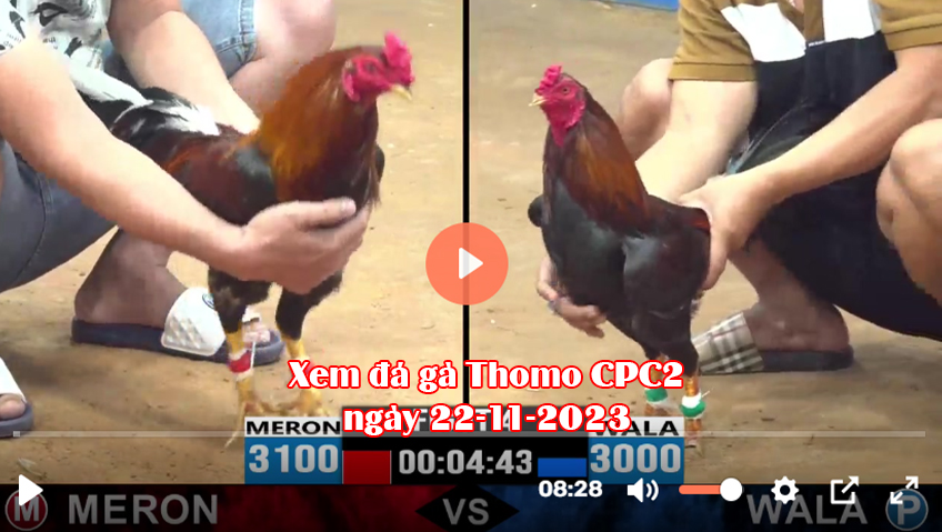 Xem đá gà Thomo CPC2 ngày 22-11-2023