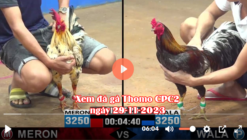 Xem đá gà Thomo CPC2 ngày 29-11-2023