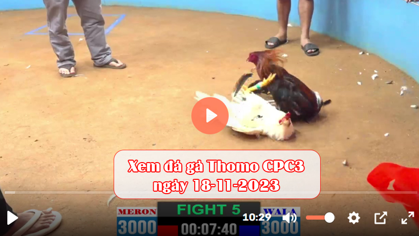 Xem đá gà Thomo CPC3 ngày 18-11-2023