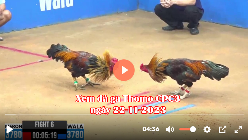 Xem đá gà Thomo CPC3 ngày 22-11-2023