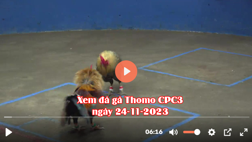 Xem đá gà Thomo CPC3 ngày 24-11-2023