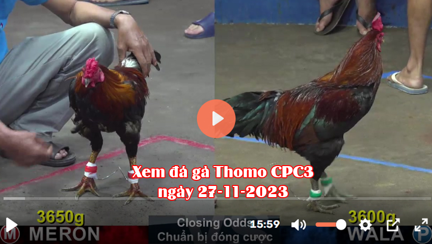 Xem đá gà Thomo CPC3 ngày 27-11-2023