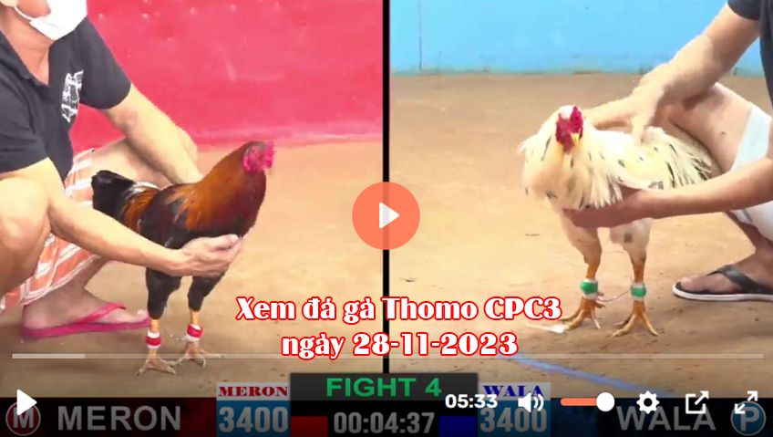 Xem đá gà Thomo CPC3 ngày 28-11-2023