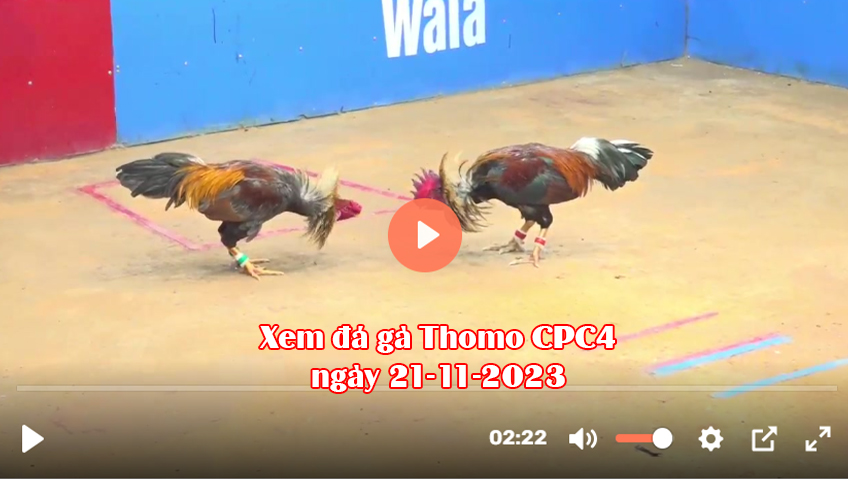 Xem đá gà Thomo CPC4 ngày 21-11-2023