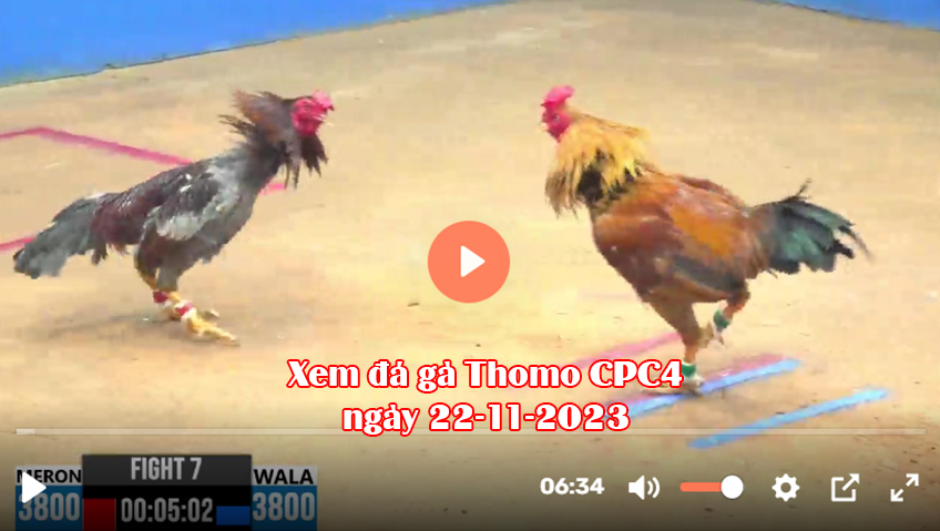 Xem đá gà Thomo CPC4 ngày 22-11-2023