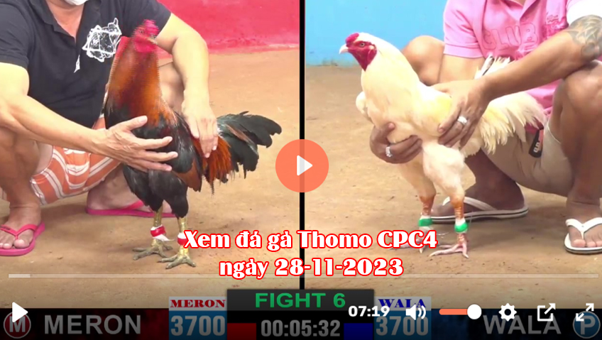 Xem đá gà Thomo CPC4 ngày 28-11-2023