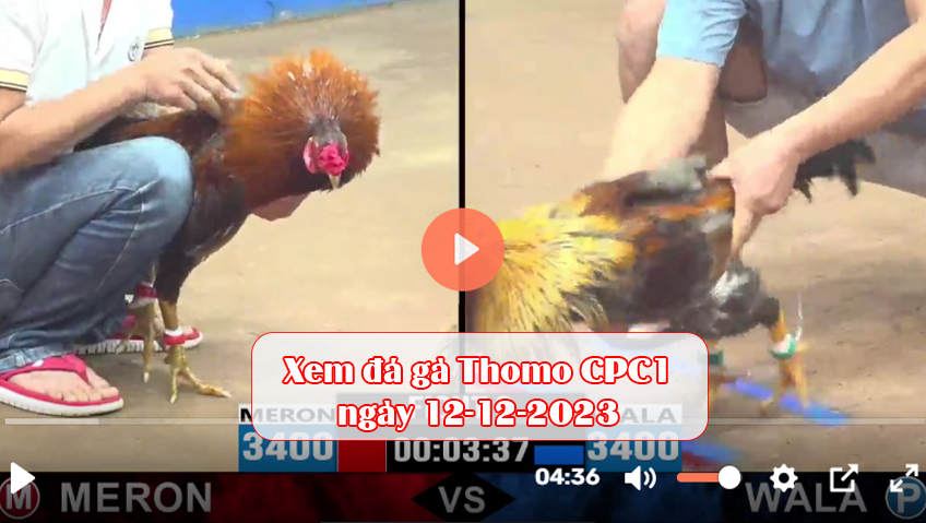 Xem đá gà Thomo CPC1 ngày 12-12-2023