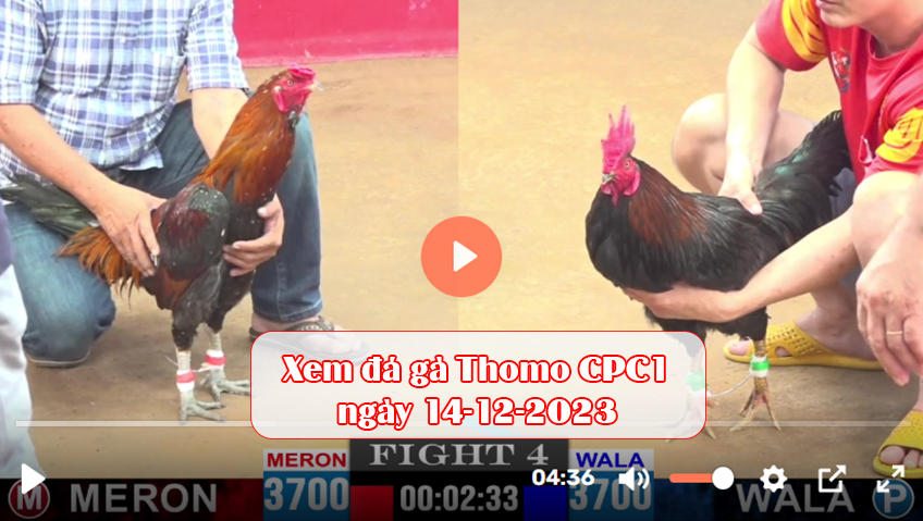 Xem đá gà Thomo CPC1 ngày 14-12-2023