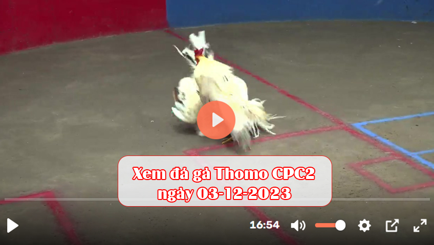 Xem đá gà Thomo CPC2 ngày 03-12-2023