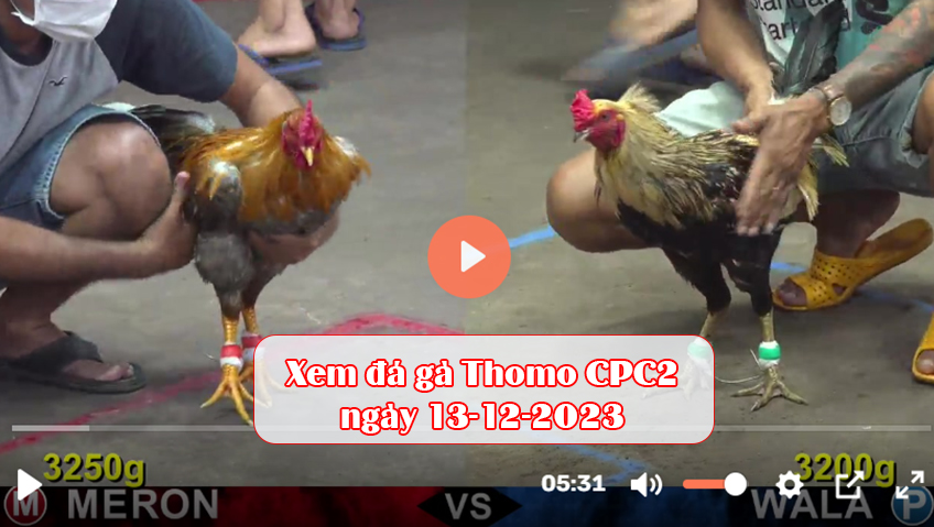 Xem đá gà Thomo CPC2 ngày 13-12-2023