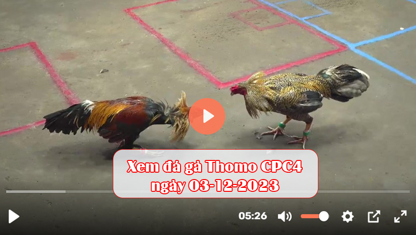 Xem đá gà Thomo CPC4 ngày 03-12-2023