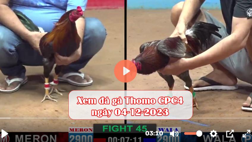 Xem đá gà Thomo CPC4 ngày 04-12-2023