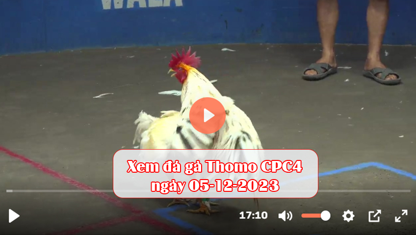 Xem đá gà Thomo CPC4 ngày 05-12-2023