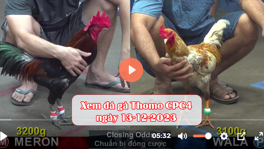 Xem đá gà Thomo CPC4 ngày 13-12-2023