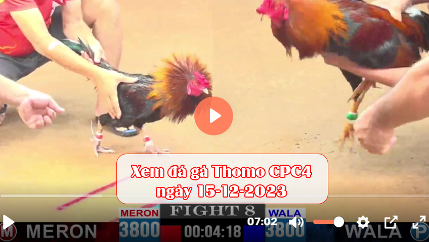 Xem đá gà Thomo CPC4 ngày 15-12-2023