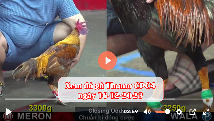 Xem đá gà Thomo CPC4 ngày 16-12-2023