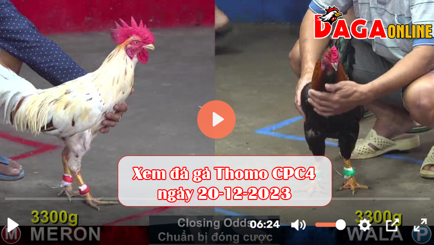 Xem đá gà Thomo CPC4 ngày 20-12-2023