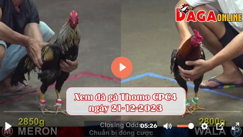 Xem đá gà Thomo CPC4 ngày 21-12-2023