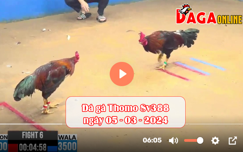 Đá gà Thomo Sv388 ngày 05-03-2024