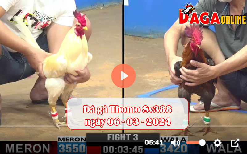 Đá gà Thomo Sv388 ngày 06-03-2024
