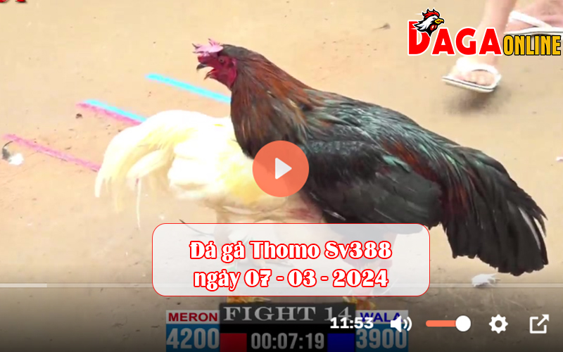 Đá gà Thomo Sv388 ngày 07-03-2024