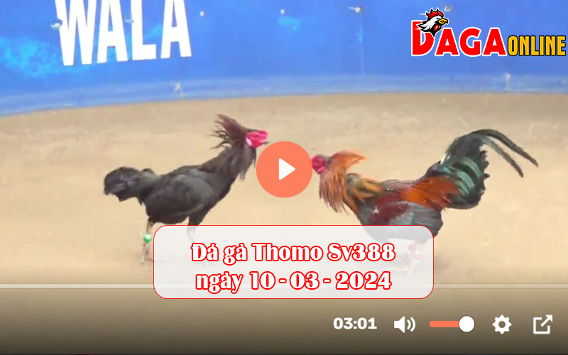 Đá gà Thomo Sv388 ngày 10–03–2024