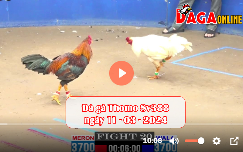 Đá gà Thomo Sv388 ngày 11-03-2024
