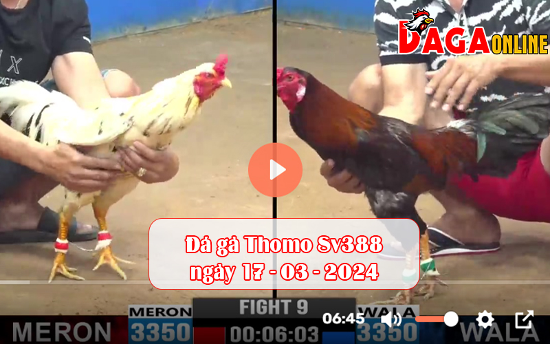 Đá gà Thomo Sv388 ngày 17-03-2024