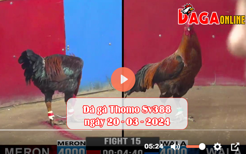 Đá gà Thomo Sv388 ngày 20-03-2024