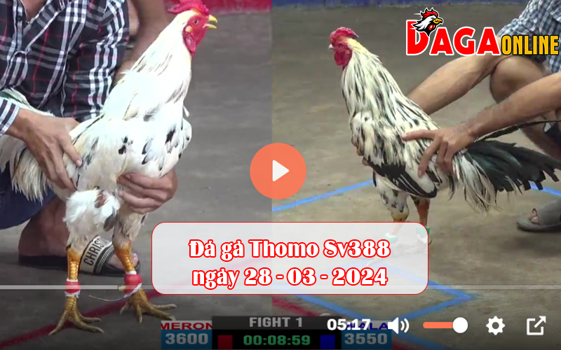 Đá gà Thomo Sv388 ngày 28-03-2024