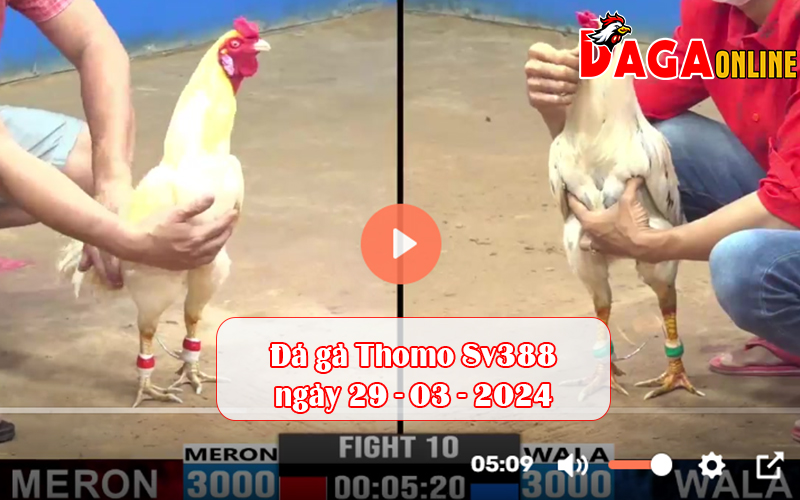 Đá gà Thomo Sv388 ngày 29-03-2024