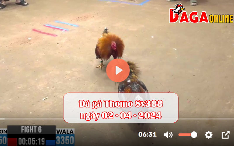 Đá gà Thomo Sv388 ngày 02-04-2024