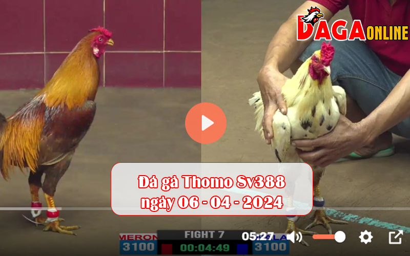 Đá gà Thomo Sv388 ngày 06-04-2024