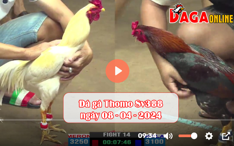 Đá gà Thomo Sv388 ngày 08-04-2024