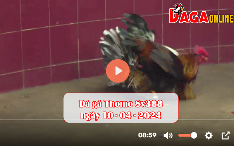 Đá gà Thomo Sv388 ngày 10-04-2024