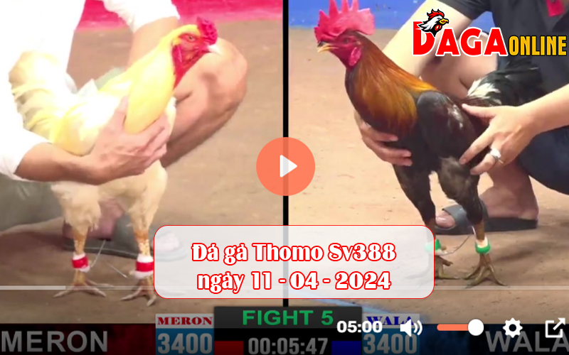 Đá gà Thomo Sv388 ngày 11-04-2024