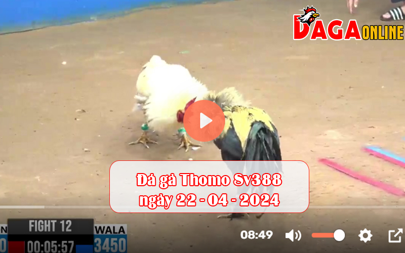 Đá gà Thomo Sv388 ngày 22-04-2024